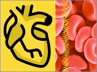 coeur_et_globules_rouges coeur_et_globules_rouges