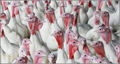 dindes_grippe_aviaire_virus_h5