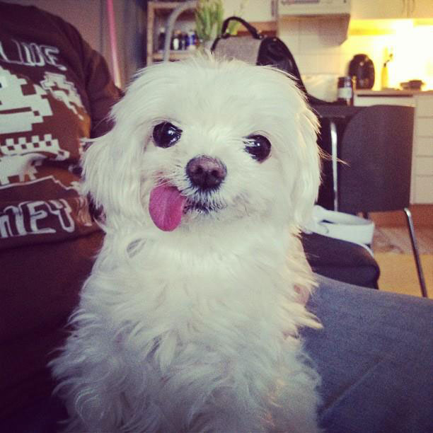 photos-mignonnes-chien-drole-de-tete