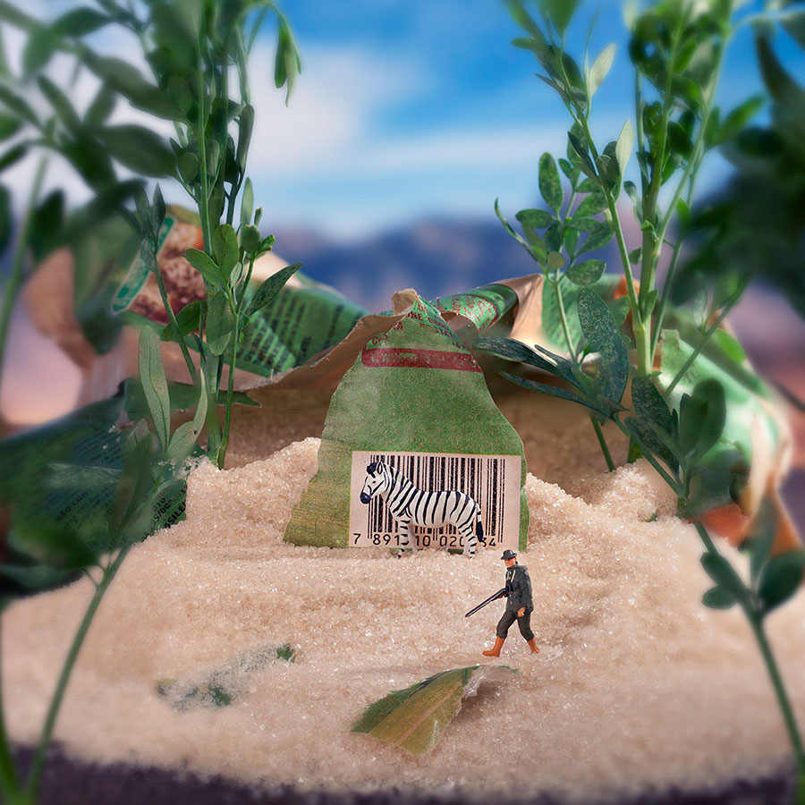 william-kass-zebre-sucre-chasseur