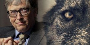 Le loup Bill Gates contre les loups